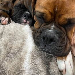 Boxer Puppies from Elevated Boxers