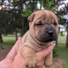 Boy 3 - Fawn male Chinese Shar-Pei puppy in Autryville, North Carolina from T&D'S Razen Wrinkles Shar-pei