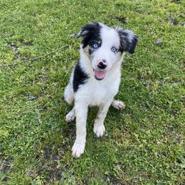 Border Collie Puppies from Apex Border Collies