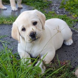 Labrador Retrievers from Lochinvar Labradors