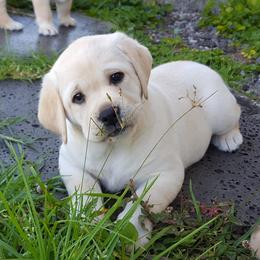Labrador Retrievers from Lochinvar Labradors