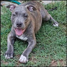 Puppy 8 Tyson - Blue American Bully puppy in Phoenix, Arizona from Superstes Guard