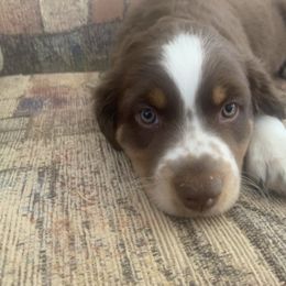 Miniature American Shepherd Puppies from TnT Miniature American Shepherds