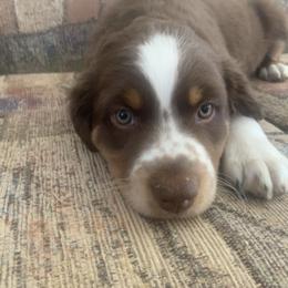 Miniature American Shepherd Puppies from TnT Miniature American Shepherds