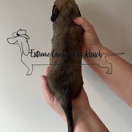 Dachshund Puppies from Extreme Cream Doxie Ranch