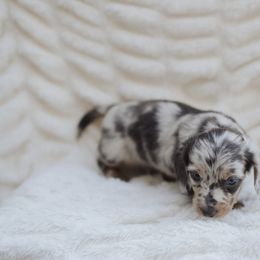 Dachshund Puppies from Little Loves