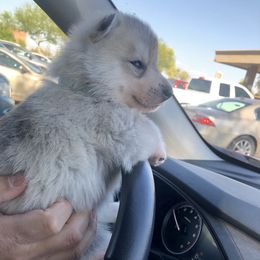 Siberian Husky Puppies from Umunhum