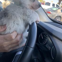 Siberian Husky Puppies from Umunhum
