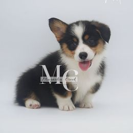 (Tri M 1) - Black and tan male American Corgi puppy in Straughn, Alabama from Magnolia Creek Corgis