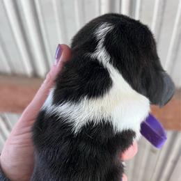 Girl 3 - tri color - Marnies litter - Black brown and white female Basset Hound puppy in Noblesville, Indiana from Russell Bassets