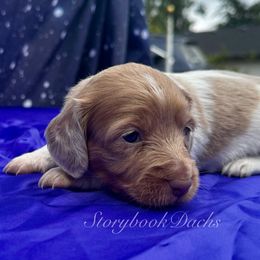 Laika - Dapple female Dachshund puppy in Springfield, Oregon from Storybook Dachshunds