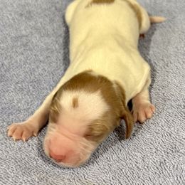 Boy 2 - Orange and white male Brittany puppy in Claxton, Georgia from Bull Creek Kennels