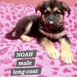 Noah Grey collar - Black and red male German Shepherd puppy in Bedias, Texas from TiPi S Ranch's German Shepherds