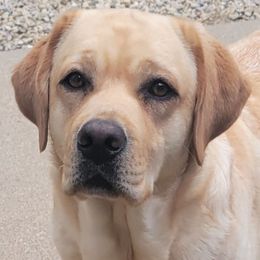 Page - Labrador Retriever