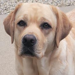 Page - Labrador Retriever