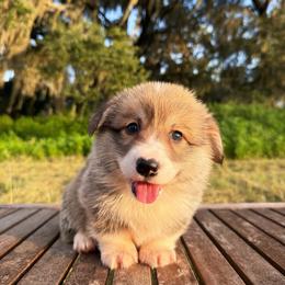 Vermont (Financing Available) - Red male Pembroke Welsh Corgi puppy in Inverness, Florida from Canaan Farm Corgis