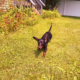 Dachshund Puppies from Sagebrush Doxies