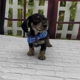 Black and Cream Smooth (brindle points) - Black and cream male Dachshund puppy in Killeen, Texas from Southern Dachshunds