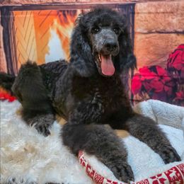 Clifford - Blue male Poodle puppy in Springfield, Oregon from Valaurah Farms