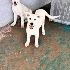 White girl available - White female German Shepherd puppy in Pahrump, Nevada from Baca's German Shepherds
