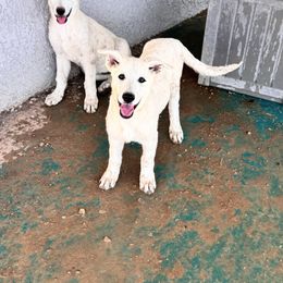 White girl available - White female German Shepherd puppy in Pahrump, Nevada from Baca's German Shepherds