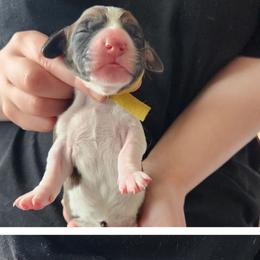 Yellow - Red and white female Basset Hound puppy in Highland, Michigan from Dream Hounds of Michigan