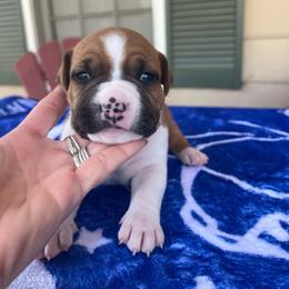 Colleen - Red female American Staffordshire Terrier puppy in Marietta, Georgia from Ambition Amstaffs