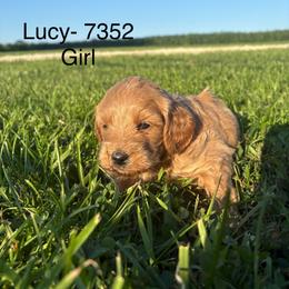 Girl 3 - 7352 - Parti female Goldendoodle puppy in Wever, Iowa from JK Royal Lines