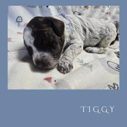 Girl 3 - Brown roan female Lagotto Romagnolo puppy in Salida, California from Harper's Lagotti