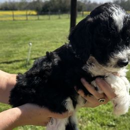 Girl 1 - Black and white Sheepadoodle puppy in Franklin, Texas from Cross Doodles