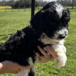 Girl 1 - Black and white Sheepadoodle puppy in Franklin, Texas from Cross Doodles
