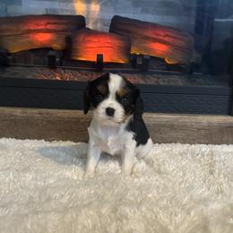 Lilly - Tri-color female Cavalier King Charles Spaniel puppy in Romney, West Virginia from Cavy Love