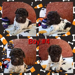 Boy 4 - Brown roan male Lagotto Romagnolo puppy in Chuckey, Tennessee from Willow Creek Kennels
