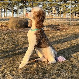 Maisie - Poodle
