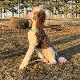 Maisie - Poodle