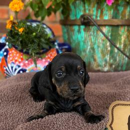Dachshunds from Rodeo Doxies