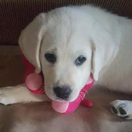 Boy 4 - male Labrador Retriever puppy in Arizona from Lily's White Labs