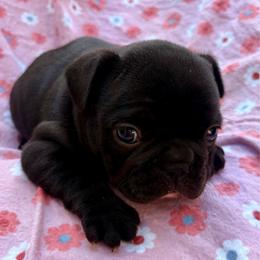 Mary - Brindle and white female French Bulldog puppy in Greenfield, Missouri from Hope Mountain French Bulldogs
