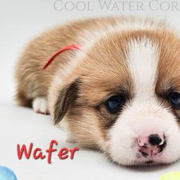 Wafer - Red male Pembroke Welsh Corgi puppy in Kiowa, Colorado from Cool Water Corgis LLC