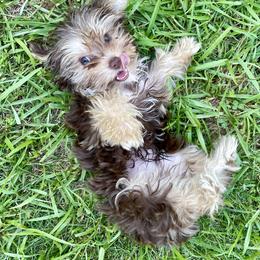 Yorkshire Terrier Puppies from Heart of Georgia Yorkies