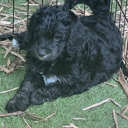 Bernedoodle Puppies from Bernedoodles By The Sea