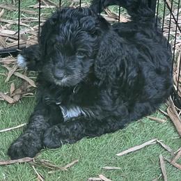 Bernedoodle Puppies from Bernedoodles By The Sea