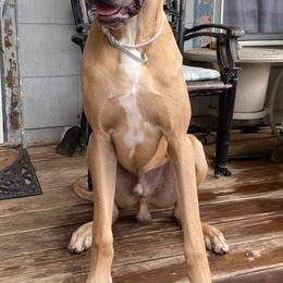 Great Dane Puppies from F&B Kennels