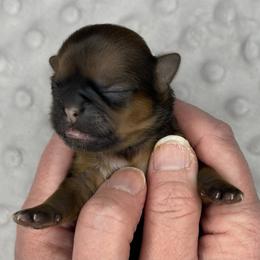 Michelle - Red female Shih Tzu puppy in Springboro, Ohio from Shih Tzus of Springboro LLC.