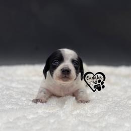 Miles - Piebald male Dachshund puppy in Nashville, Arkansas from Cuddles n Curls