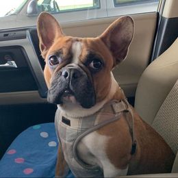 French Bulldog All Grown Up from Lavish Bullyz