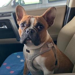 French Bulldog All Grown Up from Lavish Bullyz