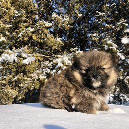 Pomeranian Puppies from POMS USA