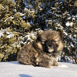 Pomeranian Puppies from POMS USA