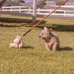 Australian Cattle Dog Puppies from Drakes Australian Cattle Dogs
